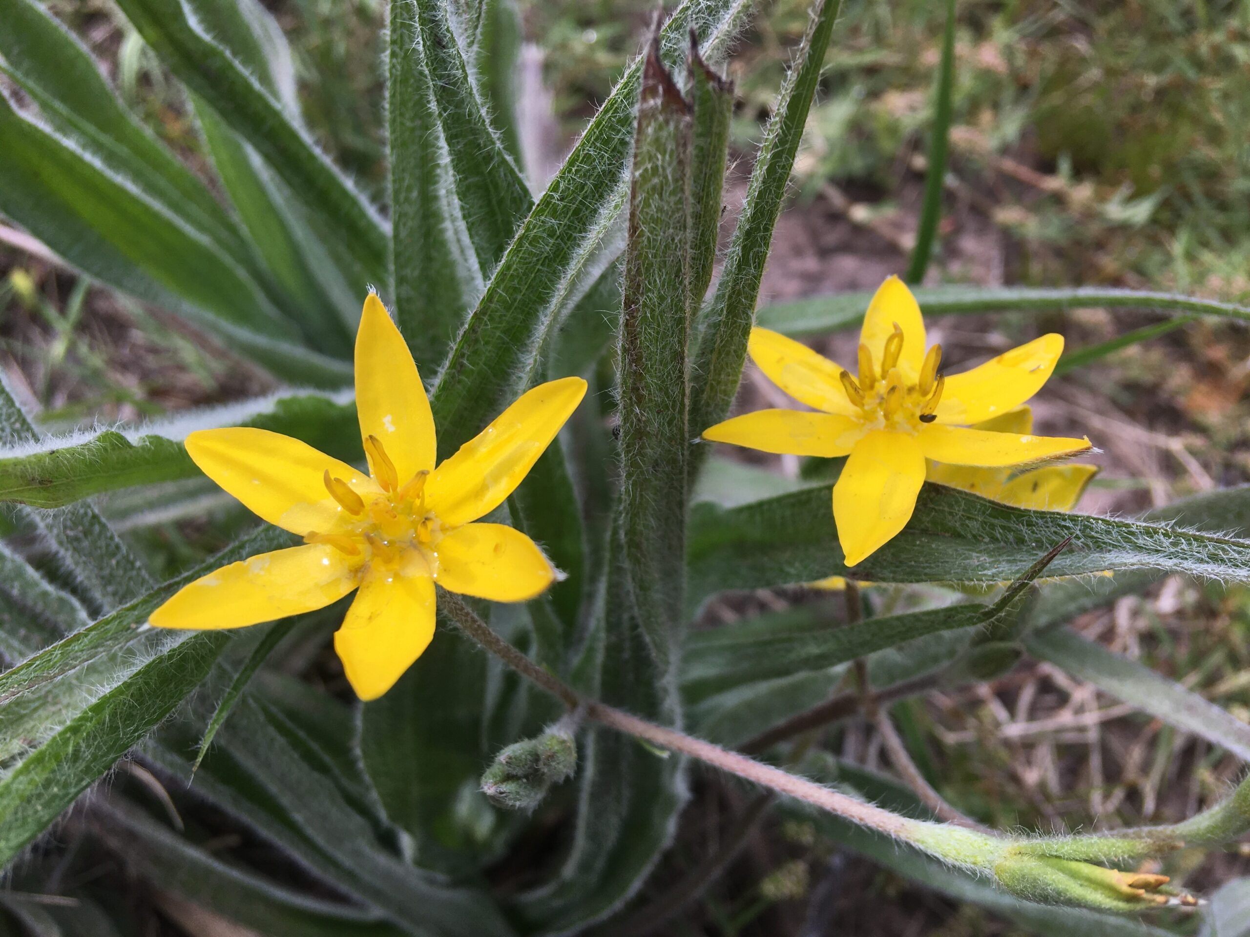 African Wild Potato | Gentle Healing