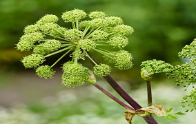 Angelica Archangelica