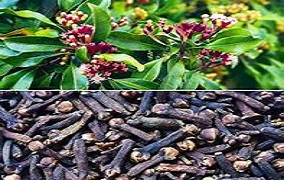 Cloves (Syzygium aromaticum)