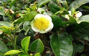 Camellia sinensis