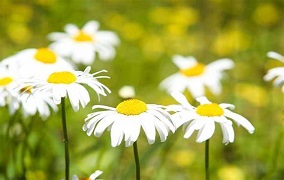 Chamomile Matricaria recutita